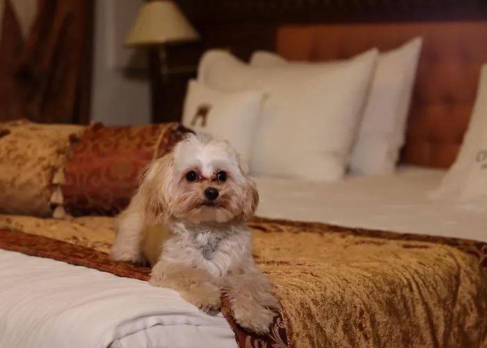 Hotel Citadel - Gastro Boutique Hotel- цитадель 5*